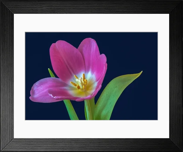 Framed Print : Fine art still life bright colorful macro of a single isolated pink open tulip blossom on blue background with detailed Framed Print : Fine art still life bright colorful macro of a single isolated pink open tulip blossom on blue background with detailed