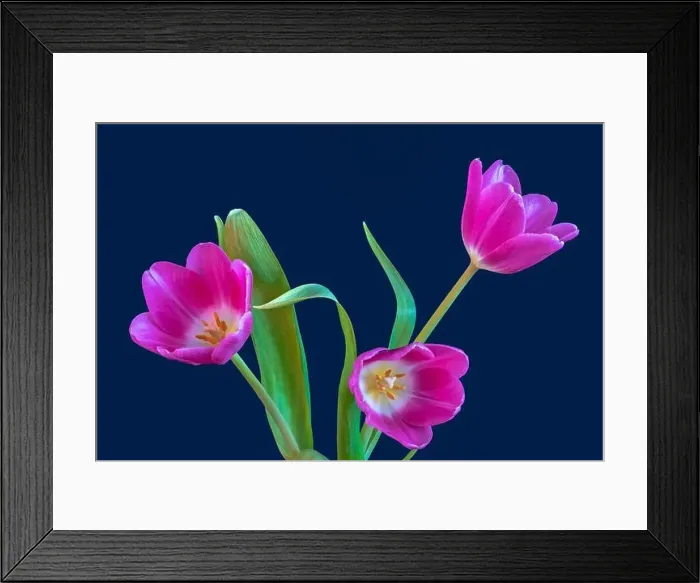 Framed Print : Fine art still life bright colorful macro of a bouquet of three isolated pink open tulip blossom on blue background Framed Print : Fine art still life bright colorful macro of a bouquet of three isolated pink open tulip blossom on blue background
