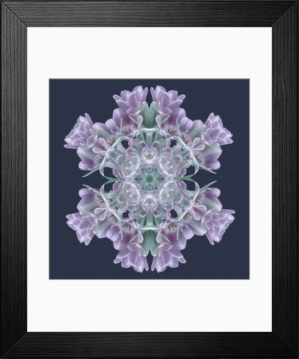 Framed Print : Fine art floral decorative and geometrical color pattern / mandala made from macros of violet green tulips Framed Print : Fine art floral decorative and geometrical color pattern / mandala made from macros of violet green tulips