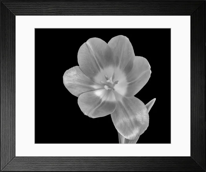 Framed Print : Fine art still life monochrome macro of a single isolated bright glossy open tulip blossom on black background with Framed Print : Fine art still life monochrome macro of a single isolated bright glossy open tulip blossom on black background with
