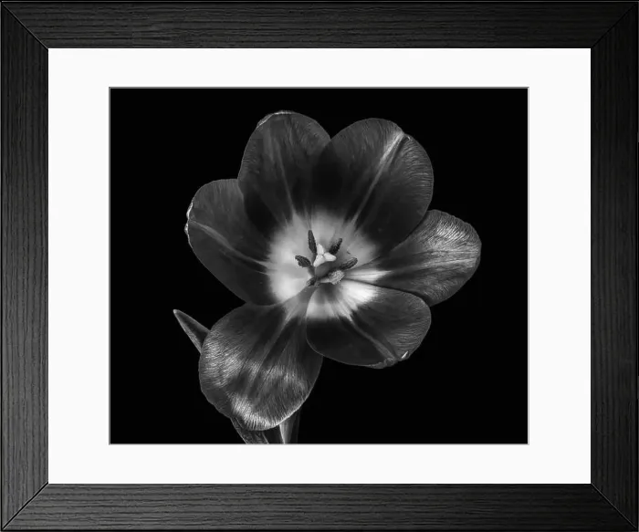 Framed Print : Fine art still life low key monochrome macro of a single isolated glossy open tulip blossom on black background with Framed Print : Fine art still life low key monochrome macro of a single isolated glossy open tulip blossom on black background with