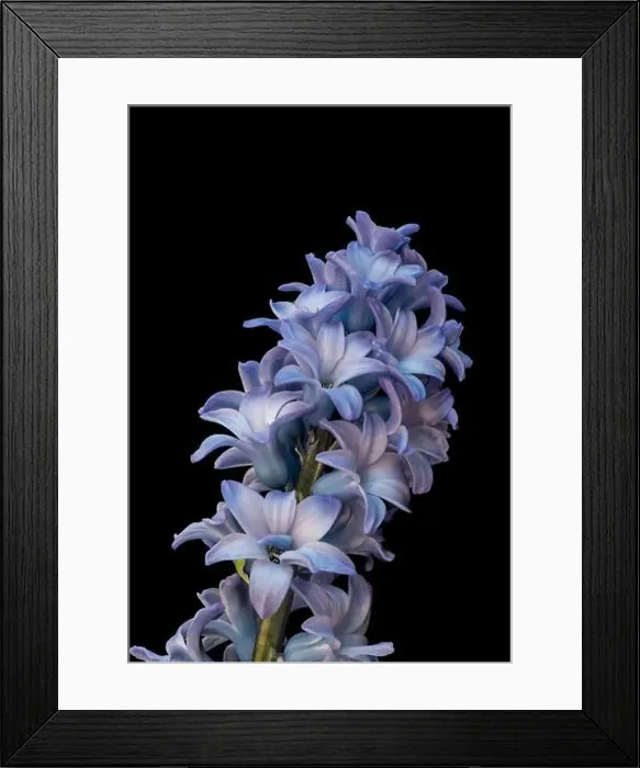 Framed Print : Fine art still life color macro of a single isolated stem of violet blue hyacinth blossoms on black background with Framed Print : Fine art still life color macro of a single isolated stem of violet blue hyacinth blossoms on black background with