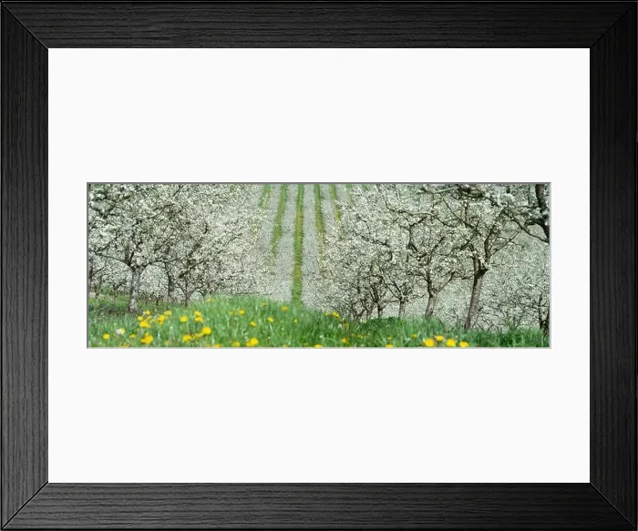 Framed Print : Blossoming young plum garden, top view, Span of the drone over the plum blooming, France Framed Print : Blossoming young plum garden, top view, Span of the drone over the plum blooming, France