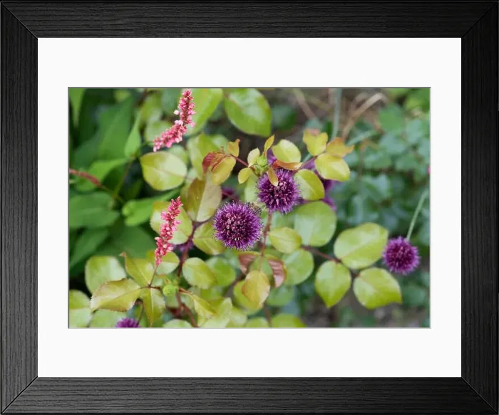 Framed Print : Color outdoor nature image of purple red allium blossoms with a bee Framed Print : Color outdoor nature image of purple red allium blossoms with a bee