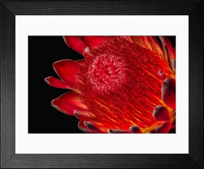 Framed Print : Fine art still life floral macro of a the inner of a single isolated yellow red glowing protea blossom Framed Print : Fine art still life floral macro of a the inner of a single isolated yellow red glowing protea blossom