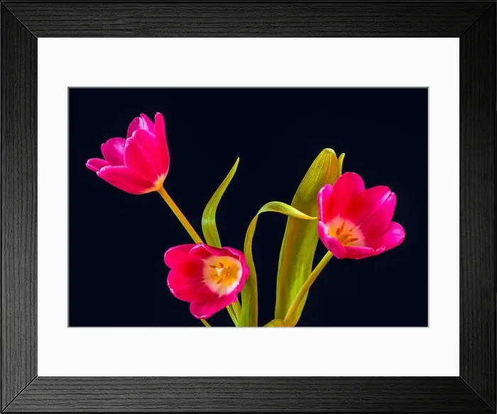 Framed Print : Fine art still life bright colorful macro of a bouquet of three isolated red open tulip blossom on blue background with Framed Print : Fine art still life bright colorful macro of a bouquet of three isolated red open tulip blossom on blue background with