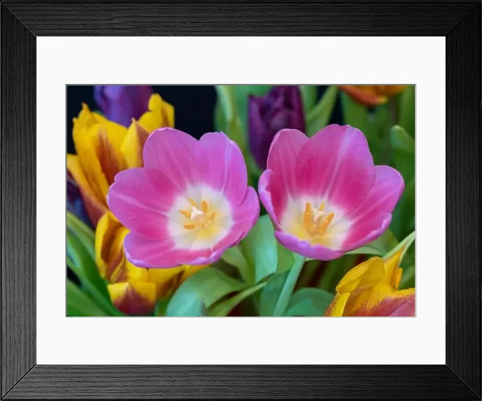 Framed Print : Fine art still life bright colorful macro of a pair of pink tulip blossom in a bouquet on back background with detailed Framed Print : Fine art still life bright colorful macro of a pair of pink tulip blossom in a bouquet on back background with detailed