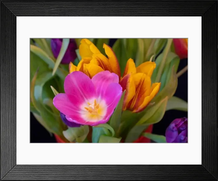 Framed Print : Fine art still life bright colorful macro of a pink tulip blossom in a bouquet on back background with detailed texture Framed Print : Fine art still life bright colorful macro of a pink tulip blossom in a bouquet on back background with detailed texture