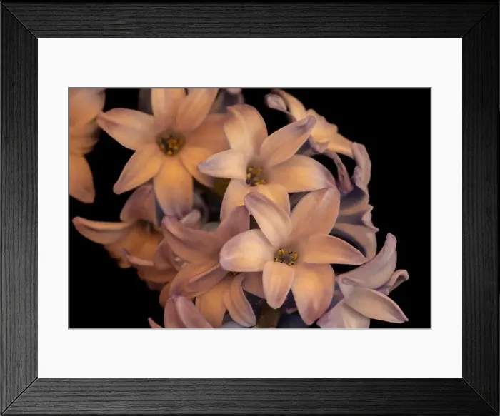 Framed Print : Fine art still life color macro of a single isolated stem of violet blue hyacinth blossoms on black background with Framed Print : Fine art still life color macro of a single isolated stem of violet blue hyacinth blossoms on black background with