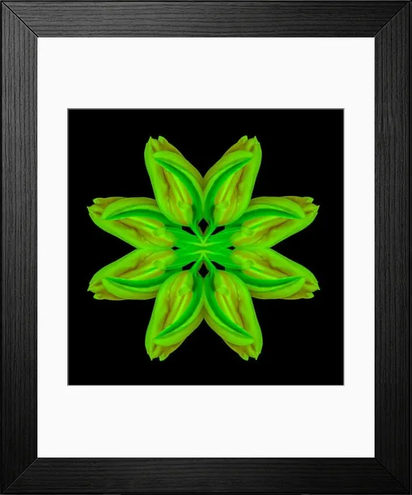 Framed Print : Surrealistic symmetrical geometrical neon colored pattern made with a macro of a yellow green tulip on black background Framed Print : Surrealistic symmetrical geometrical neon colored pattern made with a macro of a yellow green tulip on black background