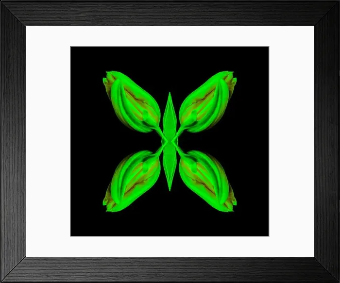 Framed Print : Surrealistic symmetrical geometrical neon colored pattern made with a macro of an isolated yellow green closed tulip Framed Print : Surrealistic symmetrical geometrical neon colored pattern made with a macro of an isolated yellow green closed tulip