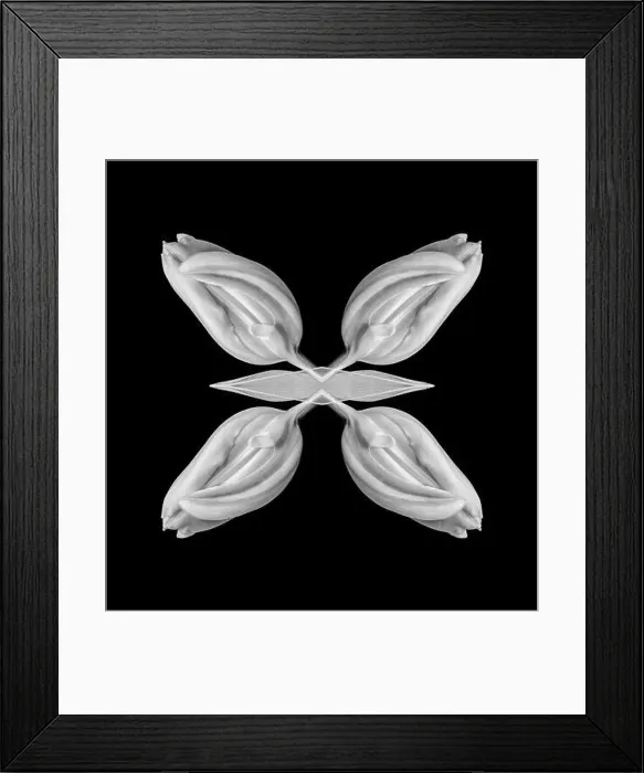 Framed Print : Fine art still life bright monochrom collage made with a macro of an isolated closed tulip on black background with Framed Print : Fine art still life bright monochrom collage made with a macro of an isolated closed tulip on black background with