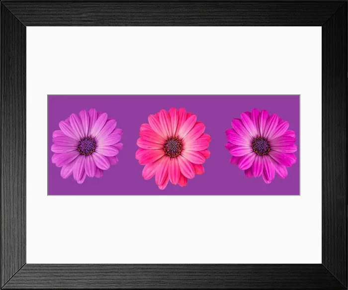 Framed Print : Fine art still life flower macro image of a set of three isolated wide open blooming pink violet red african / cape Framed Print : Fine art still life flower macro image of a set of three isolated wide open blooming pink violet red african / cape