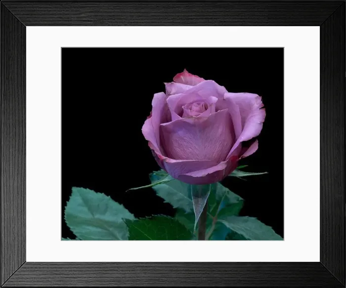 Framed Print : Colorful fine art still life bright macro of a single isolated violet rose blossom with leaves in vintage painting Framed Print : Colorful fine art still life bright macro of a single isolated violet rose blossom with leaves in vintage painting