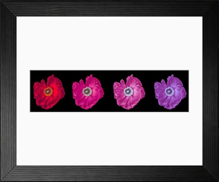 Framed Print : Floral fine art still life detailed color macro of a collection of four isolated shining satin / silk poppy blossoms Framed Print : Floral fine art still life detailed color macro of a collection of four isolated shining satin / silk poppy blossoms