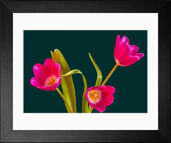 Framed Print : Fine art still life bright colorful macro of a bouquet of three isolated pink open tulip blossom on green background Framed Print : Fine art still life bright colorful macro of a bouquet of three isolated pink open tulip blossom on green background