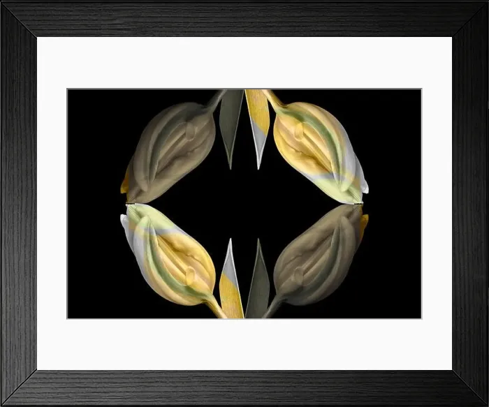 Framed Print : Fine art still life bright colorful abstract pattern made fof macros of a single isolated yellow green closed tulip Framed Print : Fine art still life bright colorful abstract pattern made fof macros of a single isolated yellow green closed tulip