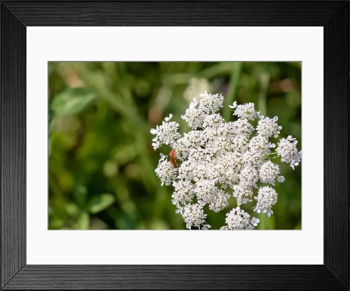 Framed Print : Color outdoor nature macro of a green white wild carrot / daucus carota flower blossom with a red beetle Framed Print : Color outdoor nature macro of a green white wild carrot / daucus carota flower blossom with a red beetle
