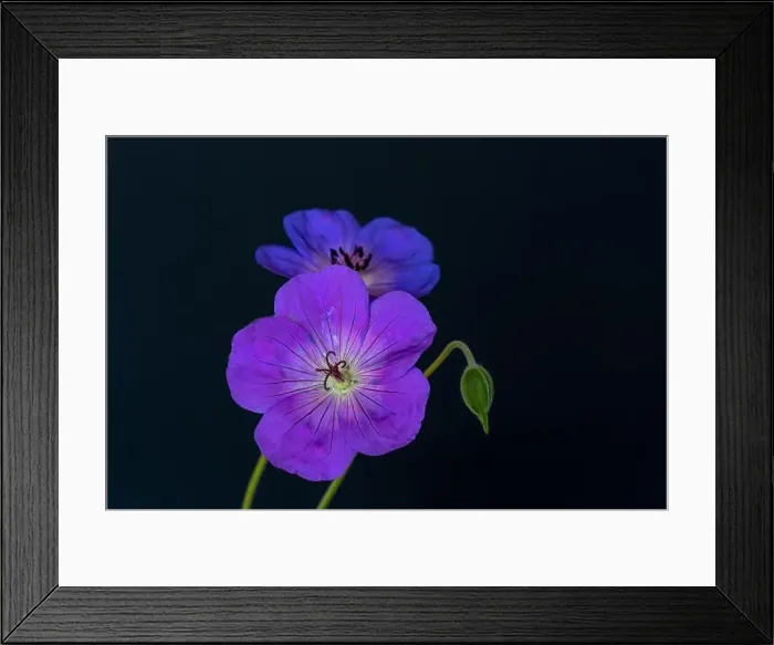 Framed Print : Fine art still life color floral image of a pair of blue violet isolated wide open male Framed Print : Fine art still life color floral image of a pair of blue violet isolated wide open male