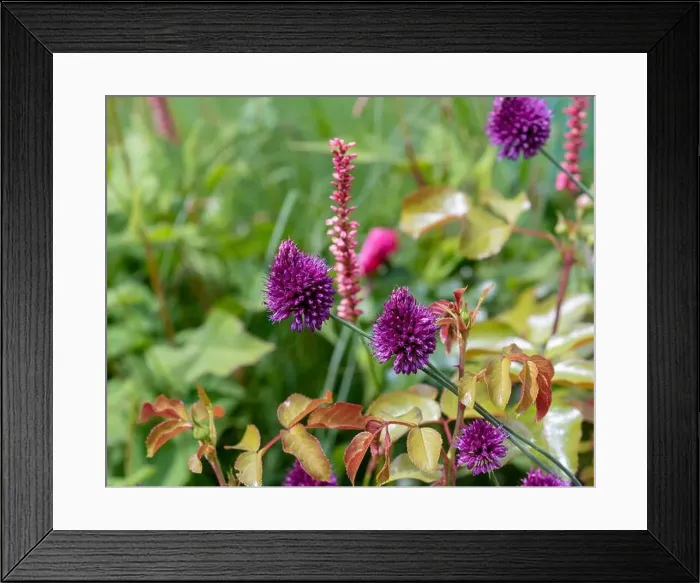 Framed Print : Color outdoor nature image of purple red allium blossoms on green blurry garden background on a sunny summer day Framed Print : Color outdoor nature image of purple red allium blossoms on green blurry garden background on a sunny summer day