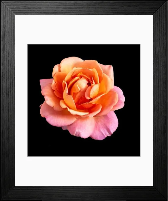 Framed Print : Colorful still life macro of a single isolated pink orange colored open rose blossom Framed Print : Colorful still life macro of a single isolated pink orange colored open rose blossom