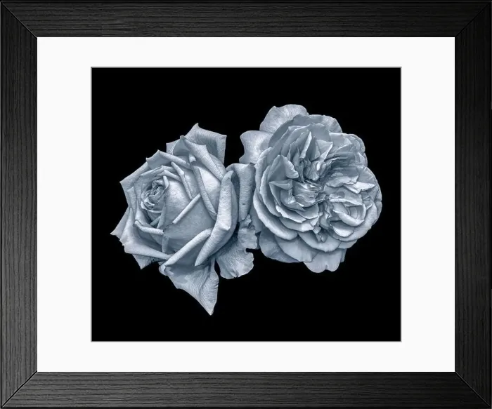 Framed Print : Monochrome selen toned fine art still life macro of a pair of isolated rose blossoms Framed Print : Monochrome selen toned fine art still life macro of a pair of isolated rose blossoms