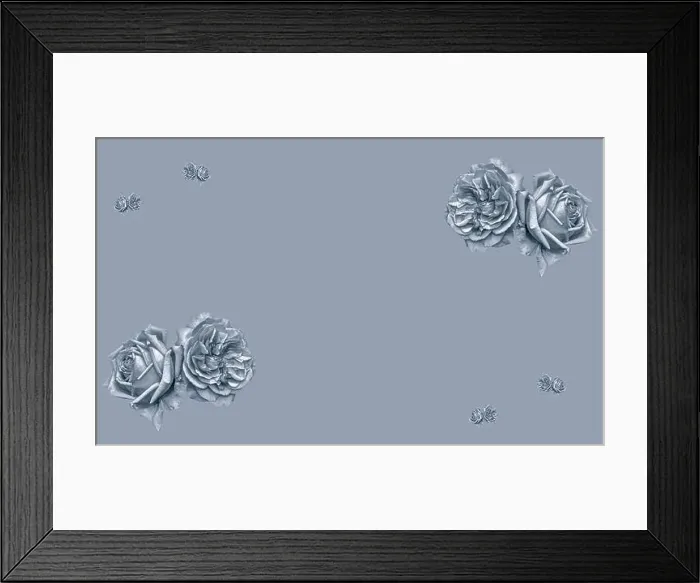 Framed Print : Monochrome selen toned fine art still life macro of pairs of isolated rose blossoms Framed Print : Monochrome selen toned fine art still life macro of pairs of isolated rose blossoms