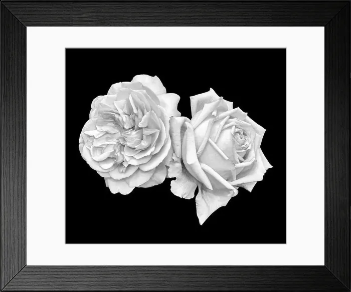 Framed Print : Monochrome bright fine art still life macro of a pair of isolated rose blossoms