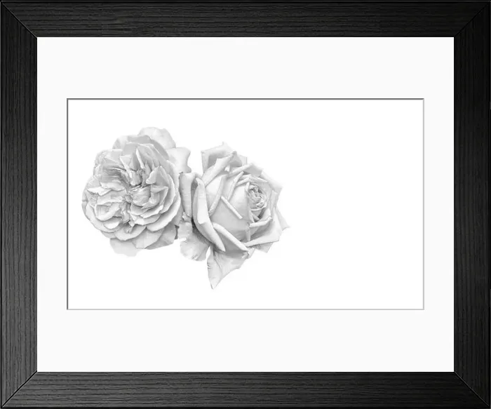 Framed Print : Monochrome bright fine art still life macro of a pair of isolated rose blossoms Framed Print : Monochrome bright fine art still life macro of a pair of isolated rose blossoms