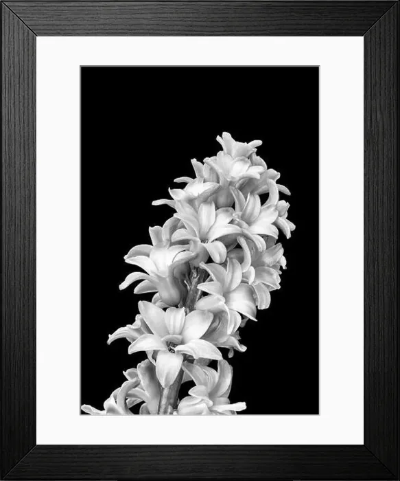 Framed Print : Fine art still life monochrome macro of a single isolated stem of hyacinth blossoms on black background with detailed Framed Print : Fine art still life monochrome macro of a single isolated stem of hyacinth blossoms on black background with detailed