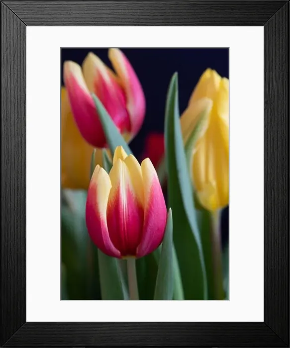 Framed Print : Fine art still life bright colorful macro of a yellow red closed tulip blossom on natural background with detailed Framed Print : Fine art still life bright colorful macro of a yellow red closed tulip blossom on natural background with detailed