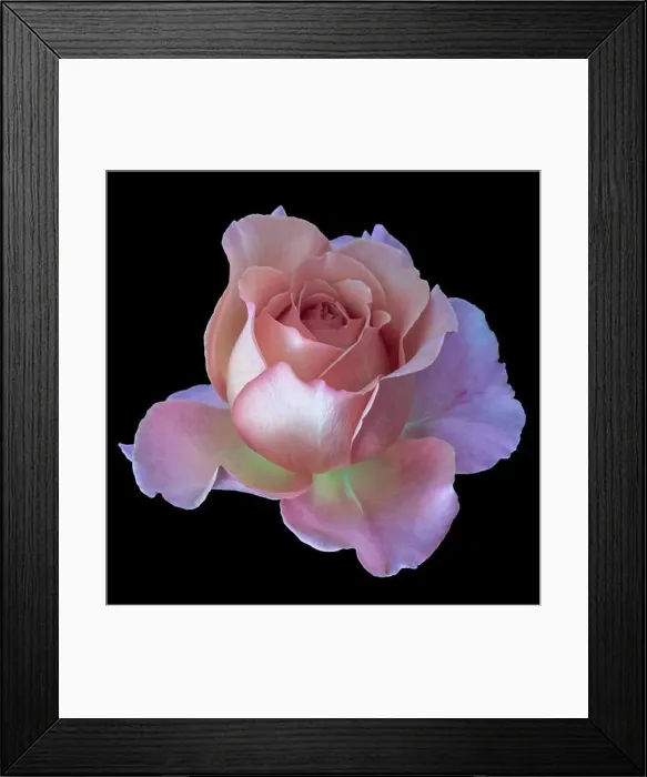 Framed Print : Pastel color fine art still life floral macro of a single isolated pink yellow rose blossom Framed Print : Pastel color fine art still life floral macro of a single isolated pink yellow rose blossom
