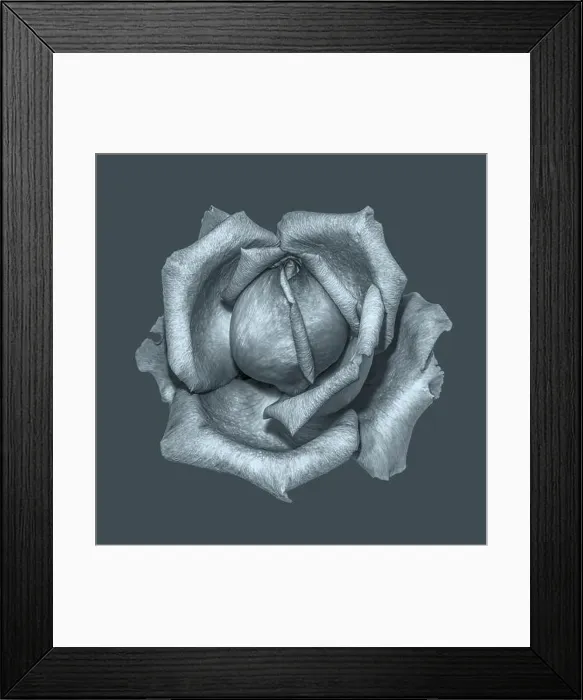 Framed Print : Monochrome fine art still life floral macro of a single isolated metallic rose blossom Framed Print : Monochrome fine art still life floral macro of a single isolated metallic rose blossom