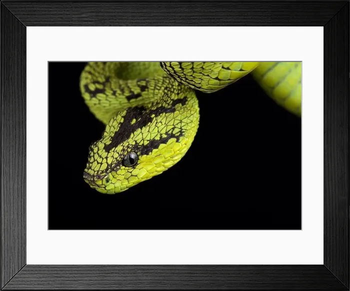 Framed Print : Great Lakes bush viper (Atheris nitschei) Framed Print : Great Lakes bush viper (Atheris nitschei)