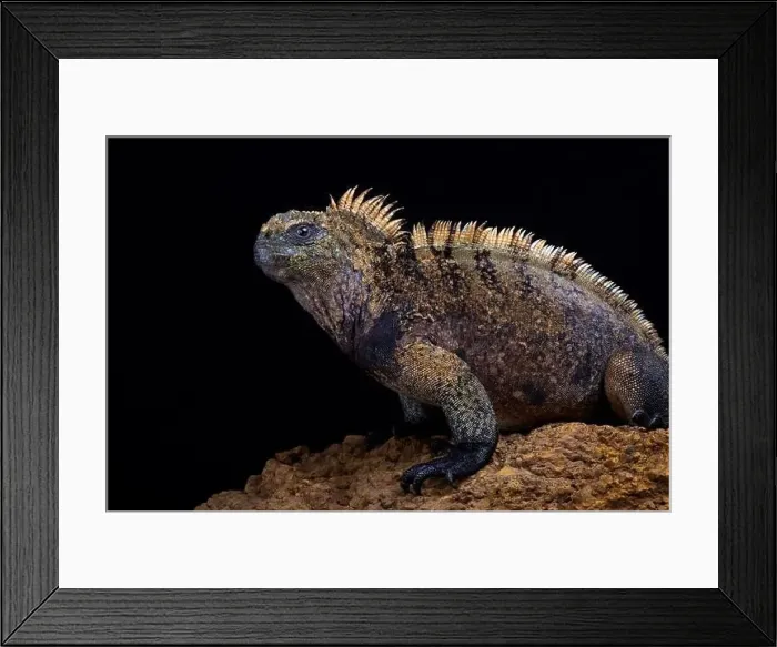 Framed Print : Santa Cruz marine iguana (Amblyrhynchus cristatus hassi) Framed Print : Santa Cruz marine iguana (Amblyrhynchus cristatus hassi)