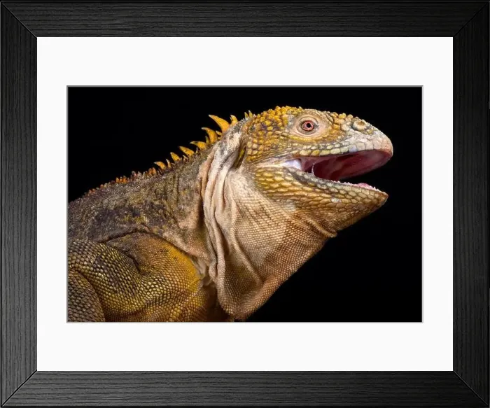 Framed Print : Galapagos land iguana (Conolophus subcristatus) Framed Print : Galapagos land iguana (Conolophus subcristatus)