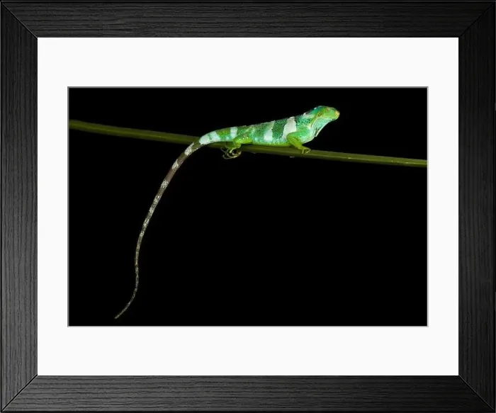 Framed Print : Fijian crested iguana (Brachylophus vitiensis) Framed Print : Fijian crested iguana (Brachylophus vitiensis)