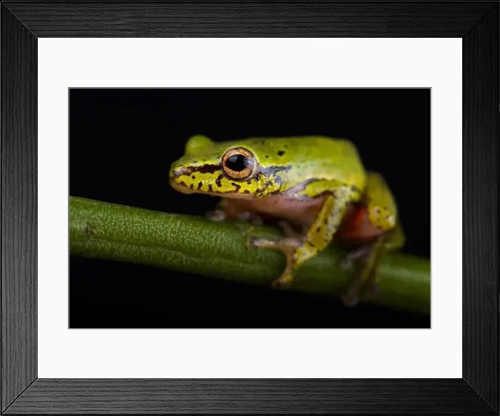 Framed Print : Cinnamon-bellied reed frog (Hyperolius cinnamomeoventris) Framed Print : Cinnamon-bellied reed frog (Hyperolius cinnamomeoventris)