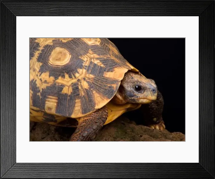 Framed Print : Bell's Hinged tortoise (Kinixys belliana) Framed Print : Bell's Hinged tortoise (Kinixys belliana)