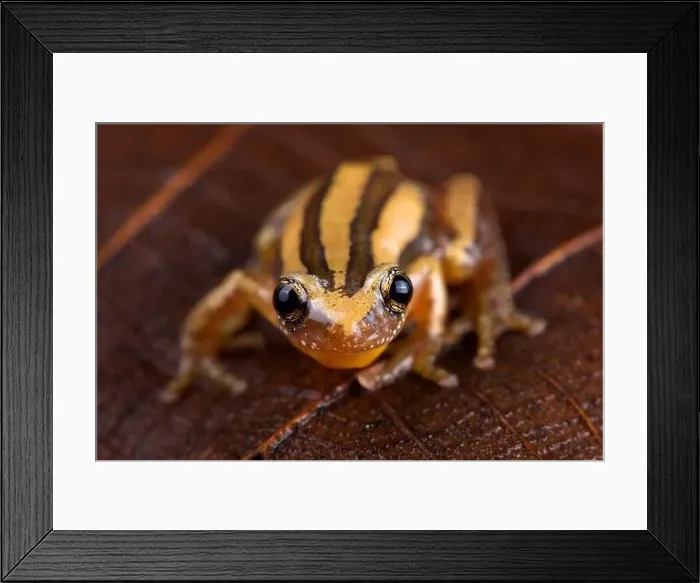 Framed Print : Four-lined banana frog (Afrixalus quadrivittatus) Framed Print : Four-lined banana frog (Afrixalus quadrivittatus)