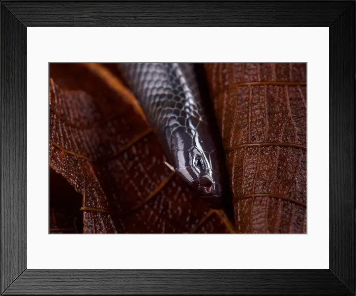 Framed Print : Eastern small-scaled burrowing asp (Atractaspis fallax) Framed Print : Eastern small-scaled burrowing asp (Atractaspis fallax)