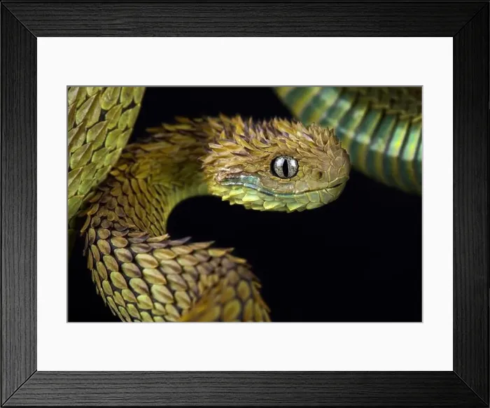 Framed Print : Hairy bush viper (Atheris hispida)