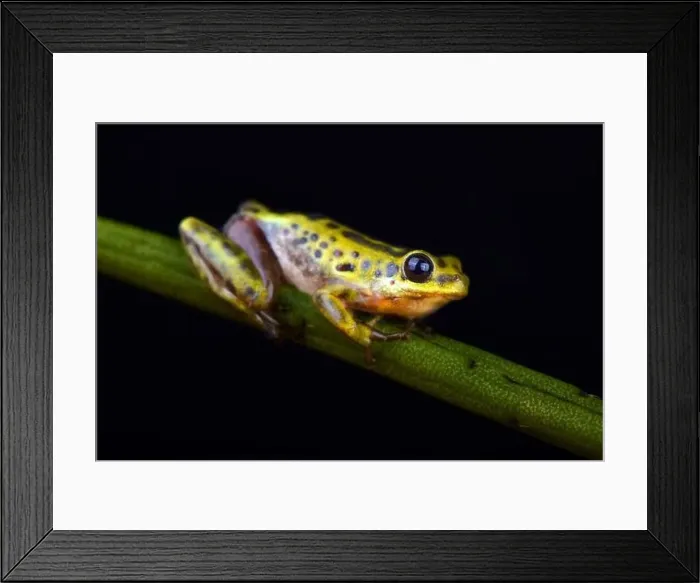 Framed Print : Common Reed Frog (Hyperolius viridiflavus variabilis) Framed Print : Common Reed Frog (Hyperolius viridiflavus variabilis)