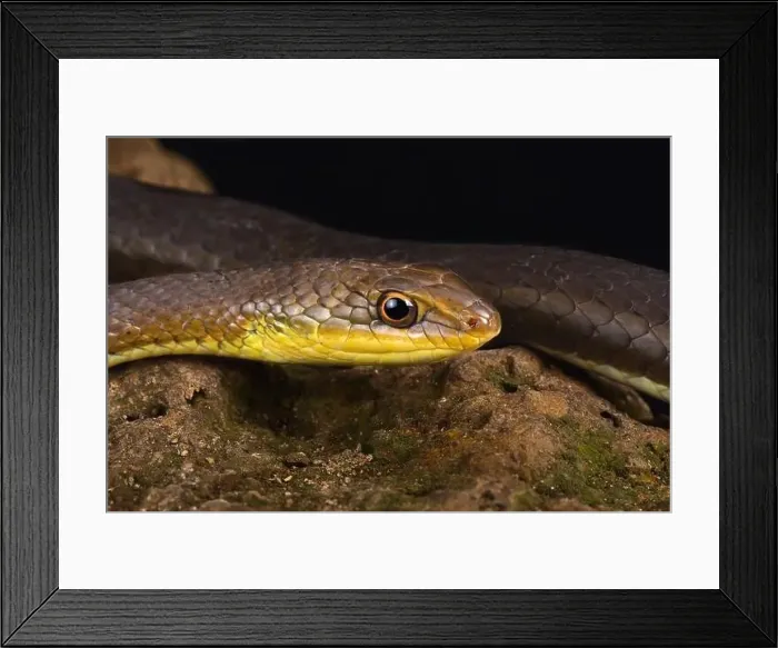 Framed Print : Olive sand snake (Psammophis mossambicus) Framed Print : Olive sand snake (Psammophis mossambicus)