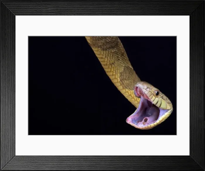 Framed Print : Blandings Tree Snake (Toxicodryas blandingii) Framed Print : Blandings Tree Snake (Toxicodryas blandingii)