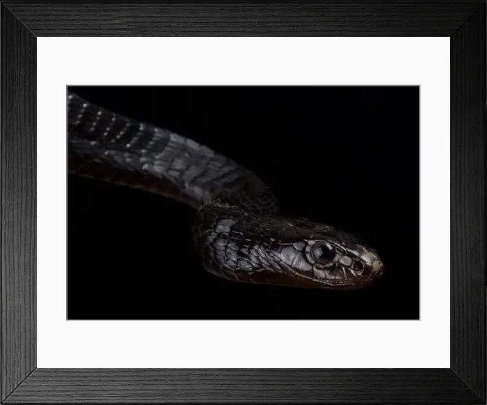 Framed Print : Black Tree Snake (Thrasops jacksonii) Framed Print : Black Tree Snake (Thrasops jacksonii)