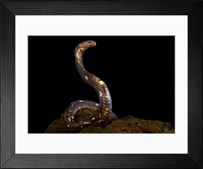 Framed Print : Egyptian cobra (Naja haje) Framed Print : Egyptian cobra (Naja haje)