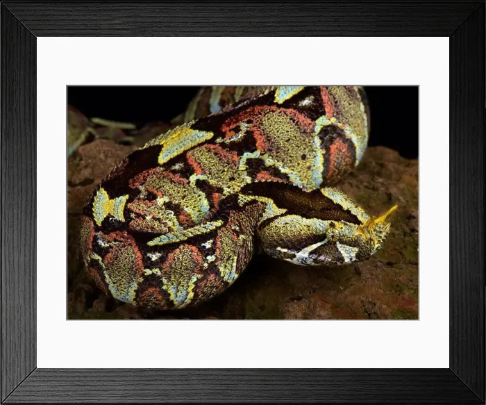 Framed Print : River jack (Bitis nasicornis) Framed Print : River jack (Bitis nasicornis)