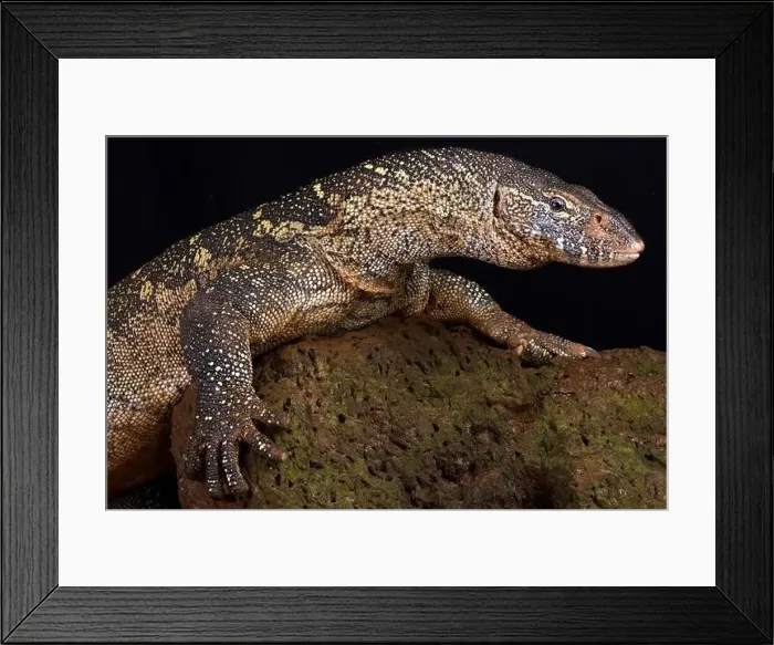 Framed Print : Nile monitor (Varanus niloticus) Framed Print : Nile monitor (Varanus niloticus)