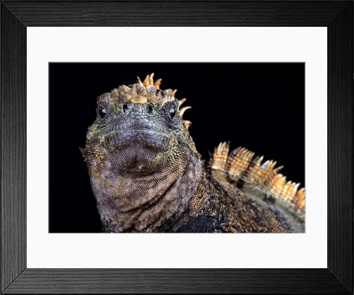 Framed Print : Santa Cruz marine iguana (Amblyrhynchus cristatus hassi) Framed Print : Santa Cruz marine iguana (Amblyrhynchus cristatus hassi)